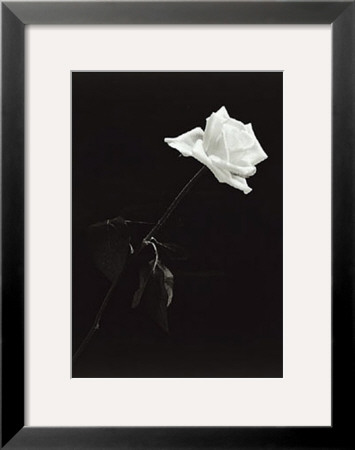 Rose by Pike Pricing Limited Edition Print image