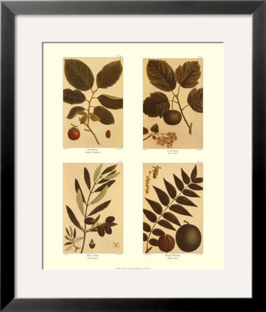 Four Nuts by Francois A. Michaux Pricing Limited Edition Print image