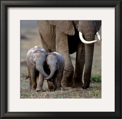 Inseparable Friends by Anup Shah Pricing Limited Edition Print image