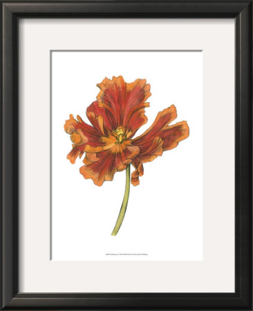 Tulip Beauty I by Jennifer Goldberger Pricing Limited Edition Print image