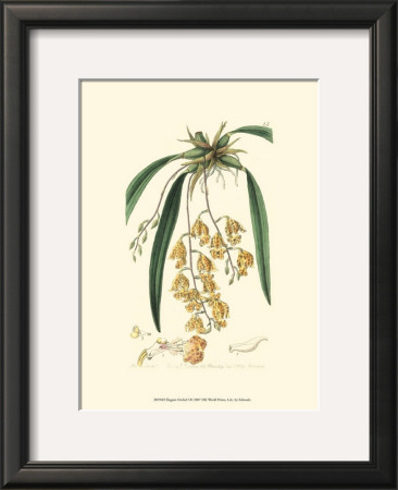 Elegant Orchid I by Sydenham Teast Edwards Pricing Limited Edition Print image