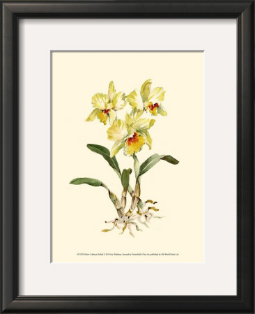 Yellow Cattleya Orchid by Joy Waldman Pricing Limited Edition Print image