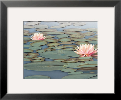 Lily Pool by Adam Brock Pricing Limited Edition Print image