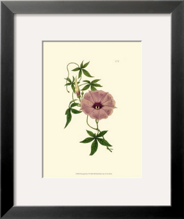 Morning Glory I by Van Houtt Pricing Limited Edition Print image