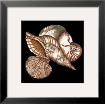 Designer Shells I by Debbie Dewitt Pricing Limited Edition Print image