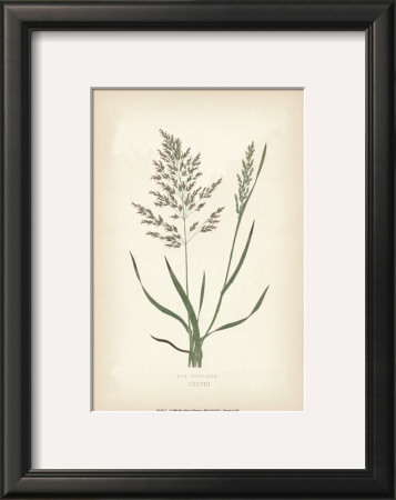 Grasses Vi by Edward Lowe Pricing Limited Edition Print image