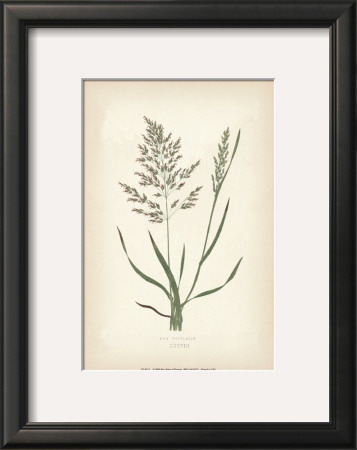 Grasses Vi by Edward Lowe Pricing Limited Edition Print image