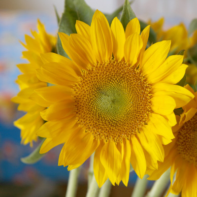 Sunny Sunflower I by Nicole Katano Pricing Limited Edition Print image
