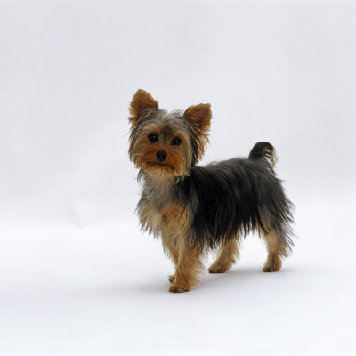 Yorkshire Terrier Puppy Standing Up by Jane Burton Pricing Limited Edition Print image