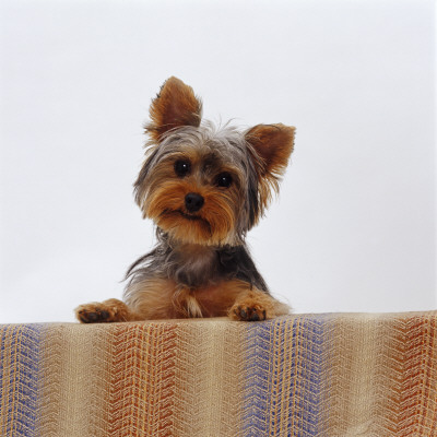 Yorkshire Terrier Portrait by Jane Burton Pricing Limited Edition Print image