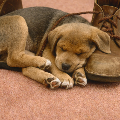 Lakeland Terrier X Border Collie Puppy Sleeping On Top Of A Brown Shoe by Jane Burton Pricing Limited Edition Print image