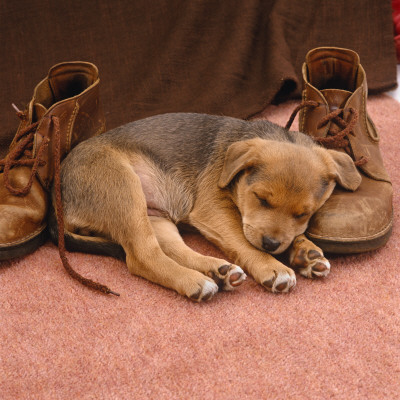 Lakeland Terrier X Border Collie Puppy Sleeping Next To Pair Of Brown Shoes by Jane Burton Pricing Limited Edition Print image