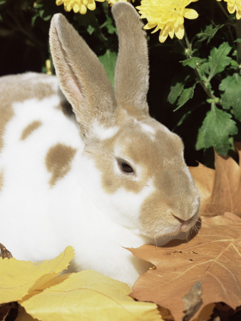 Mini Rex Domestic Rabbit, Usa by Lynn M. Stone Pricing Limited Edition Print image