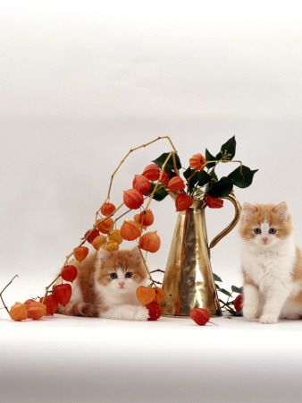 Domestic Cat, Two Fluffy Ginger-And-White Kittens With Chinese Lanterns In Brass Jug by Jane Burton Pricing Limited Edition Print image