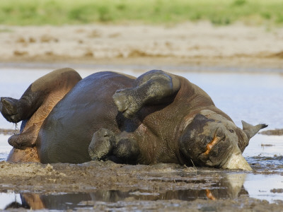 Black Rhinoceros, Wallowing And Rolling In Mud, Etosha National Park, Namibia by Tony Heald Pricing Limited Edition Print image