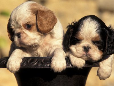 Domestic Dogs, Two King Charles Cavalier Spaniel Puppies In Pot by Adriano Bacchella Pricing Limited Edition Print image