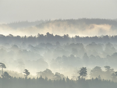 Ancient Pine Forest Emerging From Dawn Mist, Strathspey, Scotland, Uk by Pete Cairns Pricing Limited Edition Print image