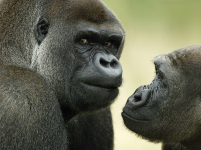 Two Western Lowland Gorillas Face To Face, Uk by T.J. Rich Pricing Limited Edition Print image