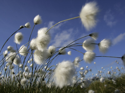 Cotton Grass, Blowing In Wind Against Blue Sky, Norway by Pete Cairns Pricing Limited Edition Print image