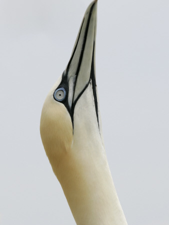 Northern Gannet, In Display Posture, Bass Rock, Scotland, Uk by Pete Cairns Pricing Limited Edition Print image