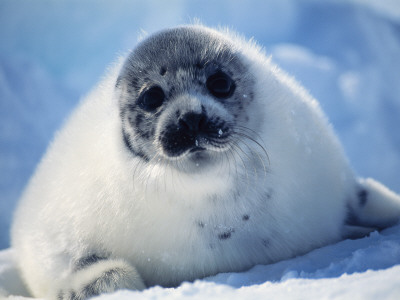Harp Seal Pup On Ice At Start Of Moult, Magdalen Is, Canada, Atlantic by Jurgen Freund Pricing Limited Edition Print image