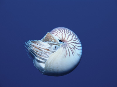 Pearly Nautilus Swimming, Indo-Pacific by Jurgen Freund Pricing Limited Edition Print image