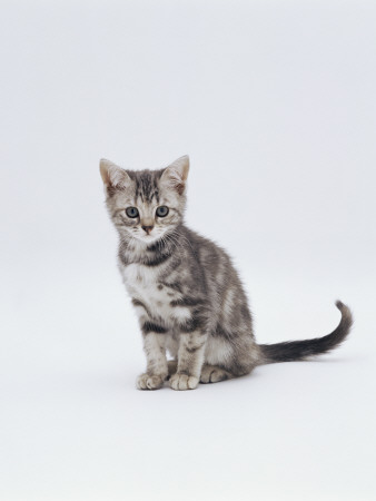 Domestic Cat (Felis Catus) Portrait Of 10-Week-Old Kitten Sitting by Jane Burton Pricing Limited Edition Print image