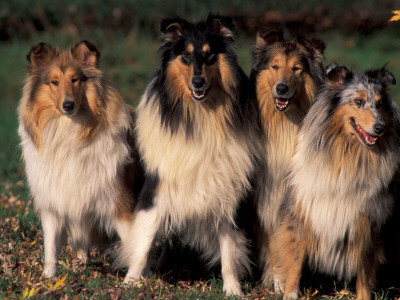 Domestic Dogs, Four Rough Collies Sitting Together by Adriano Bacchella Pricing Limited Edition Print image