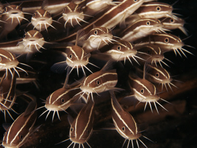 Shoal Of Striped Catfish, Indo-Pacific by Jurgen Freund Pricing Limited Edition Print image