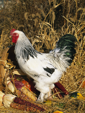 Male Brahma Breed Domestic Chicken With Vegetables, Usa by Lynn M. Stone Pricing Limited Edition Print image