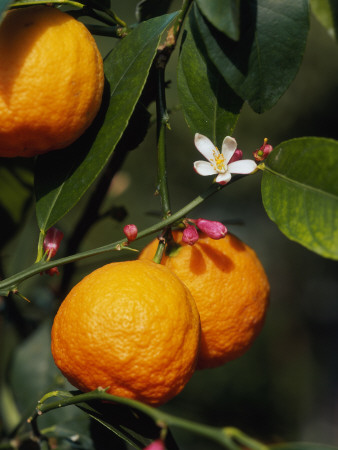 Orange Fruits And Blossom (Citrus Aurantium Sinensis) by Reinhard Pricing Limited Edition Print image