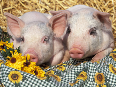 Two Domestic Piglets, Mixed-Breed by Lynn M. Stone Pricing Limited Edition Print image