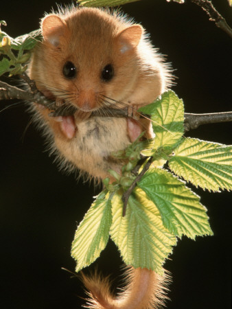Common Dormouse, Belgium by De Meester Pricing Limited Edition Print image