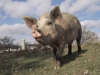 Domestic Pig (Mixed Breed) Usa by Lynn M. Stone Pricing Limited Edition Print image