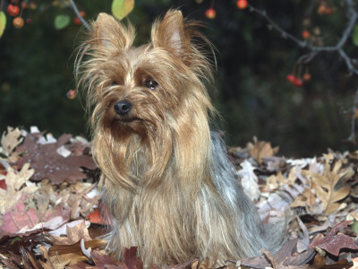 Yorkshire Terrier Dog, Illinois, Usa by Lynn M. Stone Pricing Limited Edition Print image