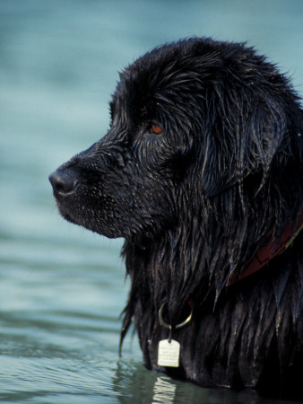 Black Newfoundland Standing In Water by Adriano Bacchella Pricing Limited Edition Print image