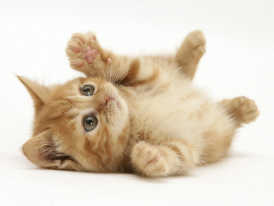 Ginger Domestic Kitten (Felis Catus) Rolling On Back Playing by Jane Burton Pricing Limited Edition Print image