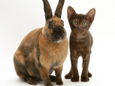 Brown Burmese-Cross Kitten With Rex Rabbit by Jane Burton Pricing Limited Edition Print image