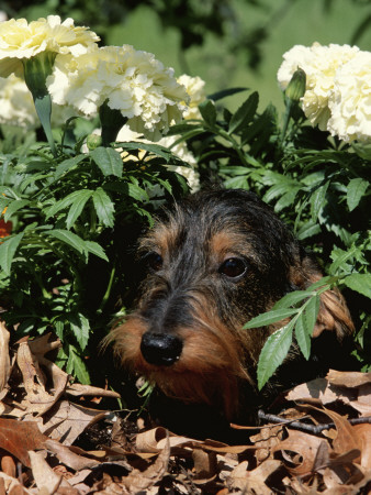 Long Haired Dachshund Among Carnations, Usa by Lynn M. Stone Pricing Limited Edition Print image