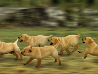 Domestic Dogs, Labrador Puppies Running by Jane Burton Pricing Limited Edition Print image