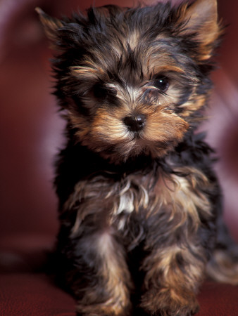 Yorkshire Terrier Puppy Portrait by Adriano Bacchella Pricing Limited Edition Print image