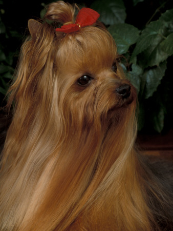 Yorkshire Terrier With Hair Tied Up And Long Hair by Adriano Bacchella Pricing Limited Edition Print image