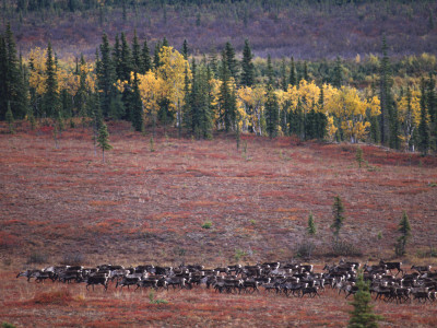 Reindeer Migration Across Tundra, Kobuk Valley National Park, Alaska, Usa, North America by Staffan Widstrand Pricing Limited Edition Print image