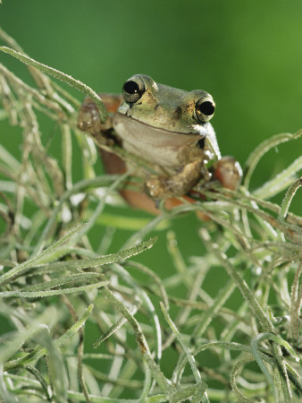 Mexican Treefrog, On Spanish Moss, Texas, Usa by Rolf Nussbaumer Pricing Limited Edition Print image