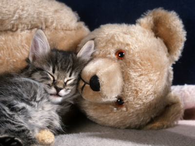 Norwegian Forest Kitten Asleep With Teddy Bear by Petra Wegner Pricing Limited Edition Print image