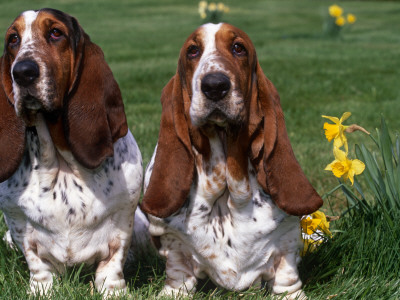Two Basset Hounds, Domestic Dog,Amongst Daffodils, Usa by Lynn M. Stone Pricing Limited Edition Print image