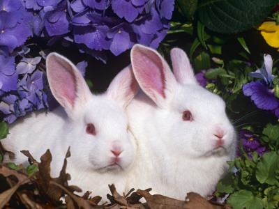 Two Albino New Zealand Domestic Rabbits, Usa by Lynn M. Stone Pricing Limited Edition Print image