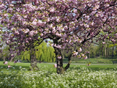 Cherry Tree, In Blossom, Regents Park, London, Uk by Georgette Douwma Pricing Limited Edition Print image