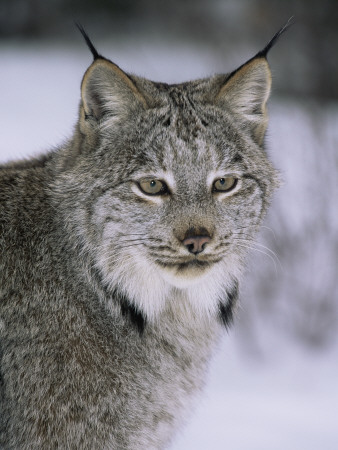 Lynx Portrait, Usa by Lynn M. Stone Pricing Limited Edition Print image