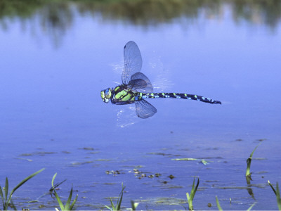 Southern Hawker Dragonfly Male Hovering Over Pond, Uk by Kim Taylor Pricing Limited Edition Print image